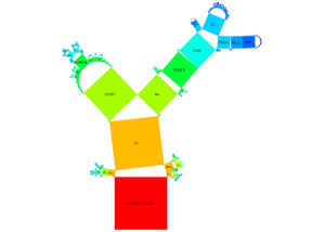 pythagoras_qt_Semicircle_ByLeafNodes_HeightSameAsBaseline